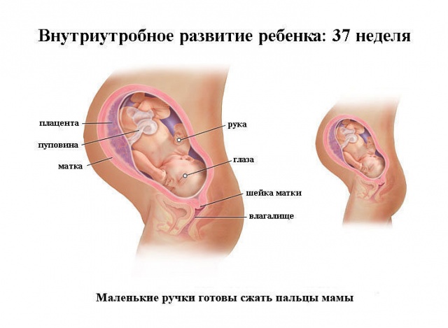 беременность 37 неделя болит спина и низ живота